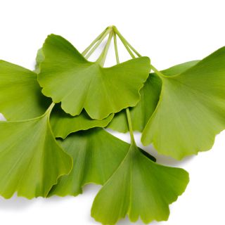 Estratto di foglie di ginkgo biloba